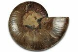 Cut & Polished Ammonite Fossil (Half) - Madagascar #318062-1